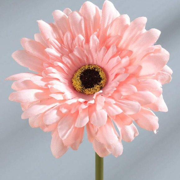 Meet your Posher, Dawn - Picture 1 of 1